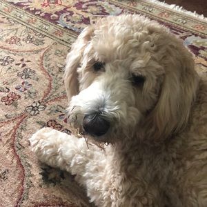 Meet your Posher, Lori